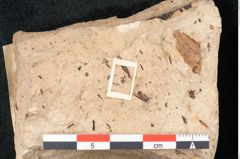 Foto (Detailansicht) von Callitris brongniartii Endl. (NHMW-GEO-2024-0188-8207)